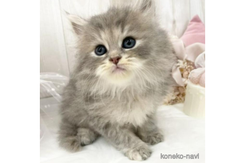 価格の高い(40万円以上)サイベリアンの子猫を探す（33ページ目